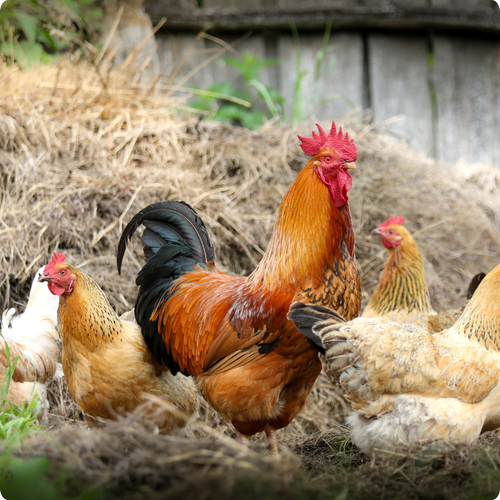 HOW TO DEAL WITH CHICKEN BULLIES