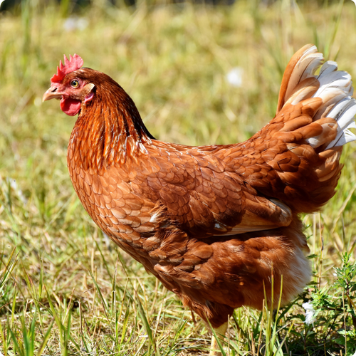 WANT TO RAISE CHICKENS? CHICKEN BREEDS FOR BEGINNERS