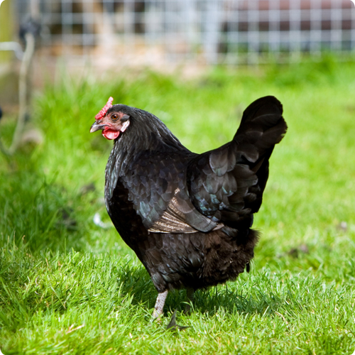 5 THINGS EVERY BEGINNER BACKYARD CHICKEN RAISER SHOULD KNOW